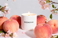 SCENOVIA Peach Bush Scented Soy Candle in Ceramic cups,50+Hour Burn,Christmas Gift,Birthday Gift,Self Care,natural fragrance