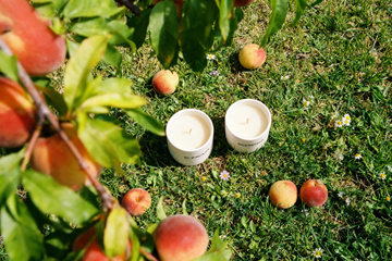 Wild Peach Bush 2 packs