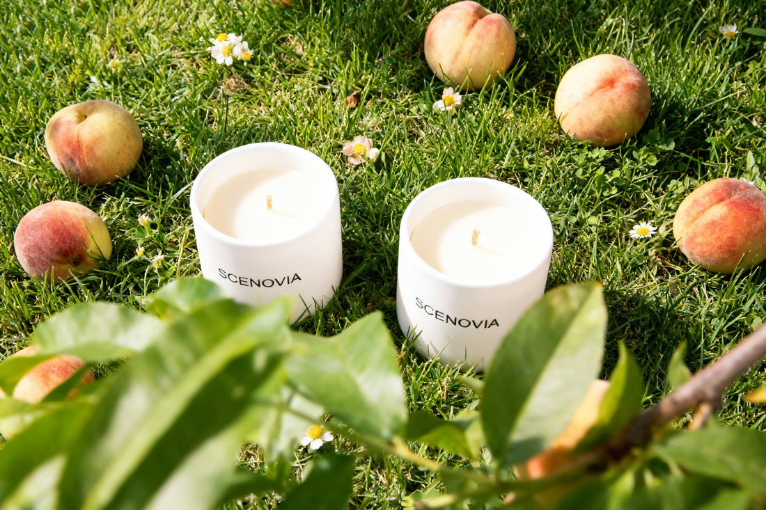 Wild Peach Bush 2 packs